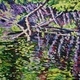 Lake of Bays Shoreline