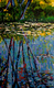 Otty Lake Reflections
