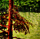 View Through The Pines, Lake of Bays